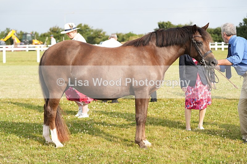 DSC04423 - Classes 44 & 45: NPS M&M Brood Mare and Foal
