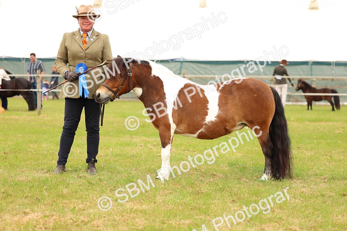 SBM_04393 - Class 64-67 - Shetland Pony In Hand
