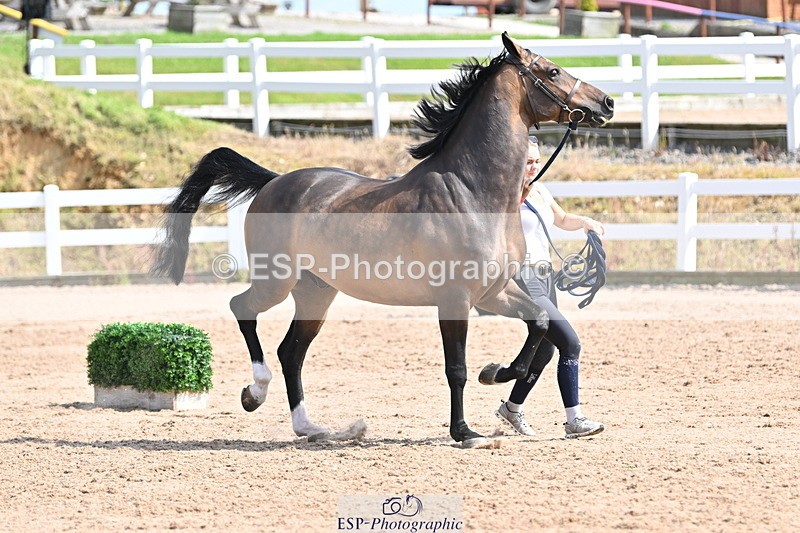 240717A-154613-03052 - Trot Up 3pm to 4pm