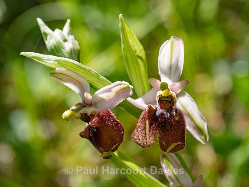 Small-patterned ophrys (Ophrys fuciflora ssp parvimaculata) - Gargano - Wild Orchids