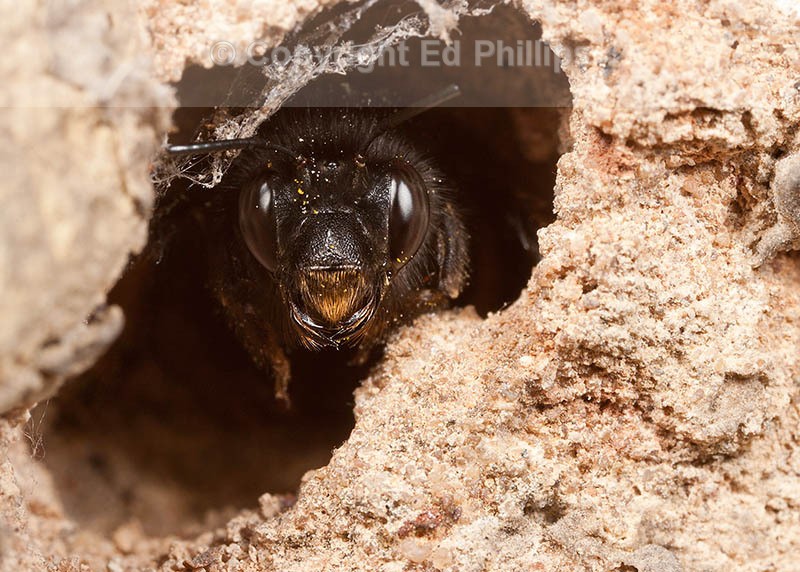 Anthophora plumipes (f)