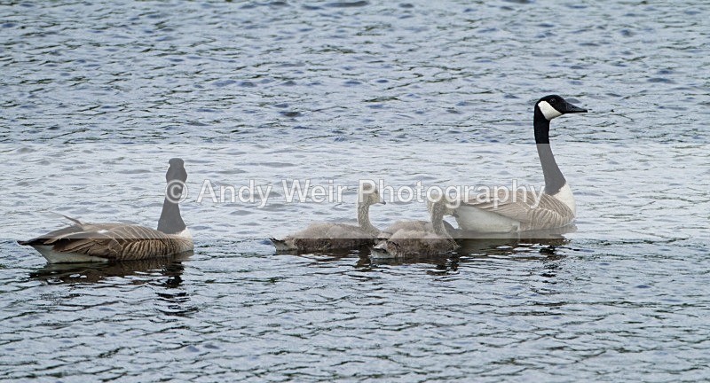 20110619-IMG_6029 - Canada Goose
