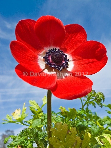 Anemone - Gardens & plants