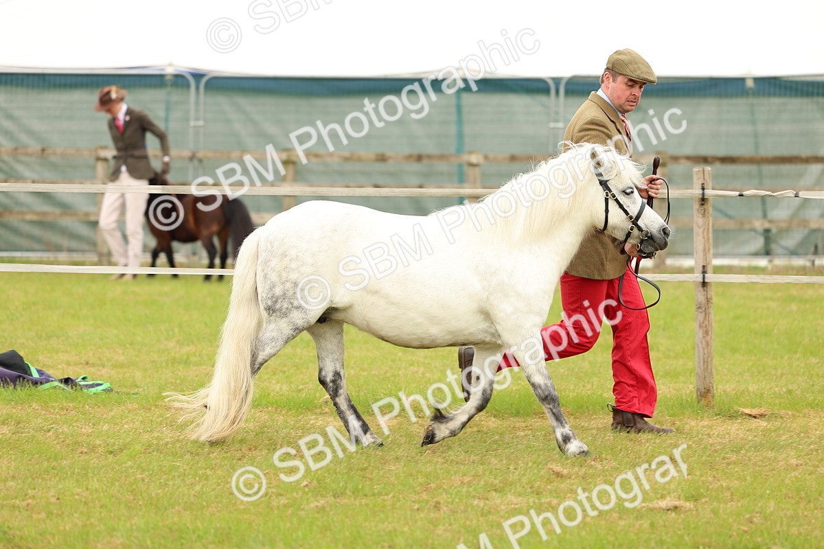 SBM_04409 - Class 64-67 - Shetland Pony In Hand
