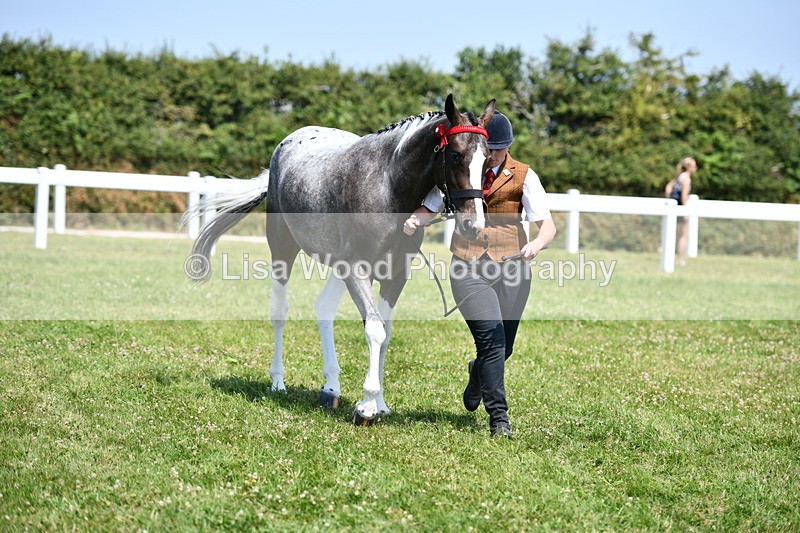 DSC_7533 - Class 63: Coloured Horse Youngstock
