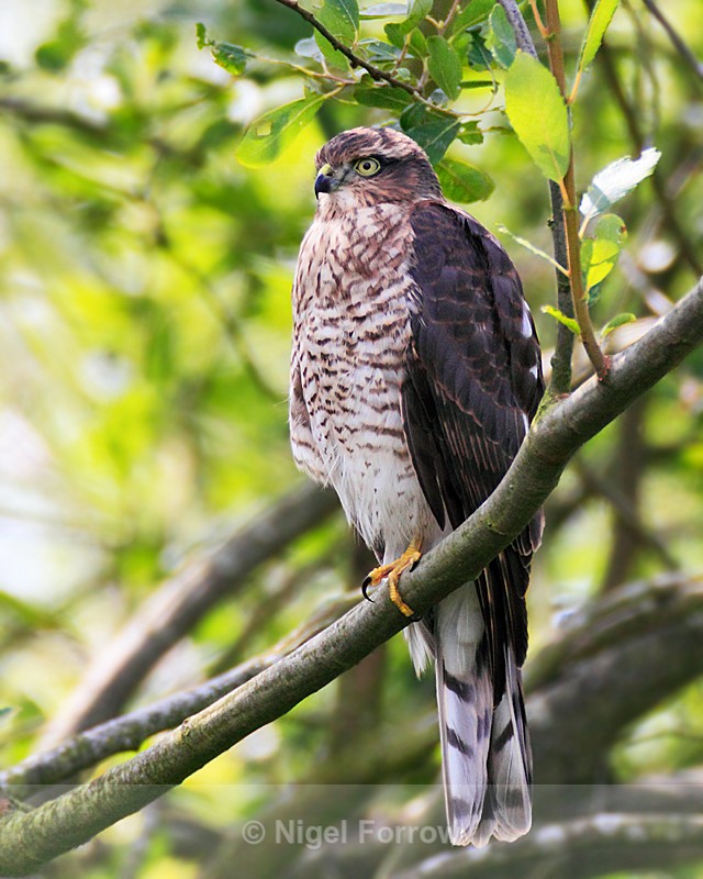 Sparrowhawk (juvenile) perched on a branch - Sparrowhawk