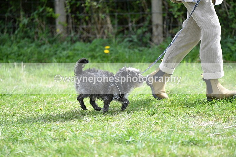 WJ5_9661 - Class 3 Most Handsome Dog