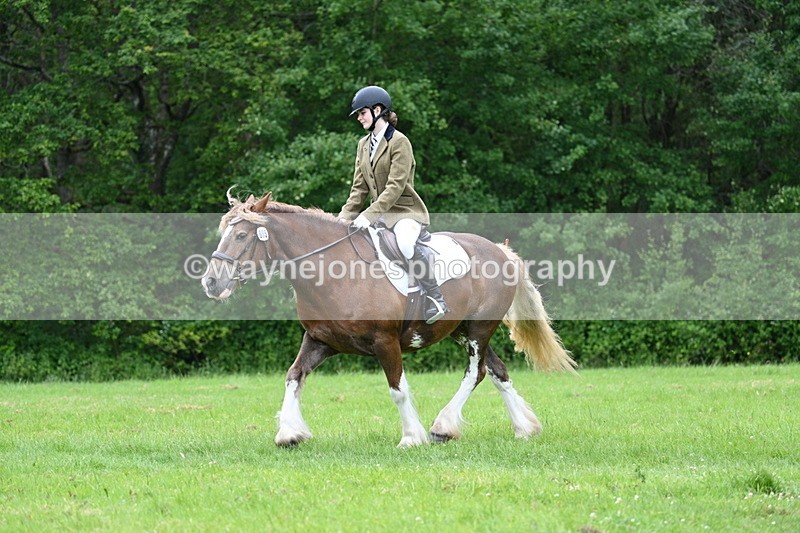 WJ7_4502 - Class 14B Prettiest Mare
