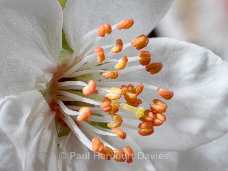 Blackthorn (Prunus spinosa) flower details - Ten Metres from Home 2021