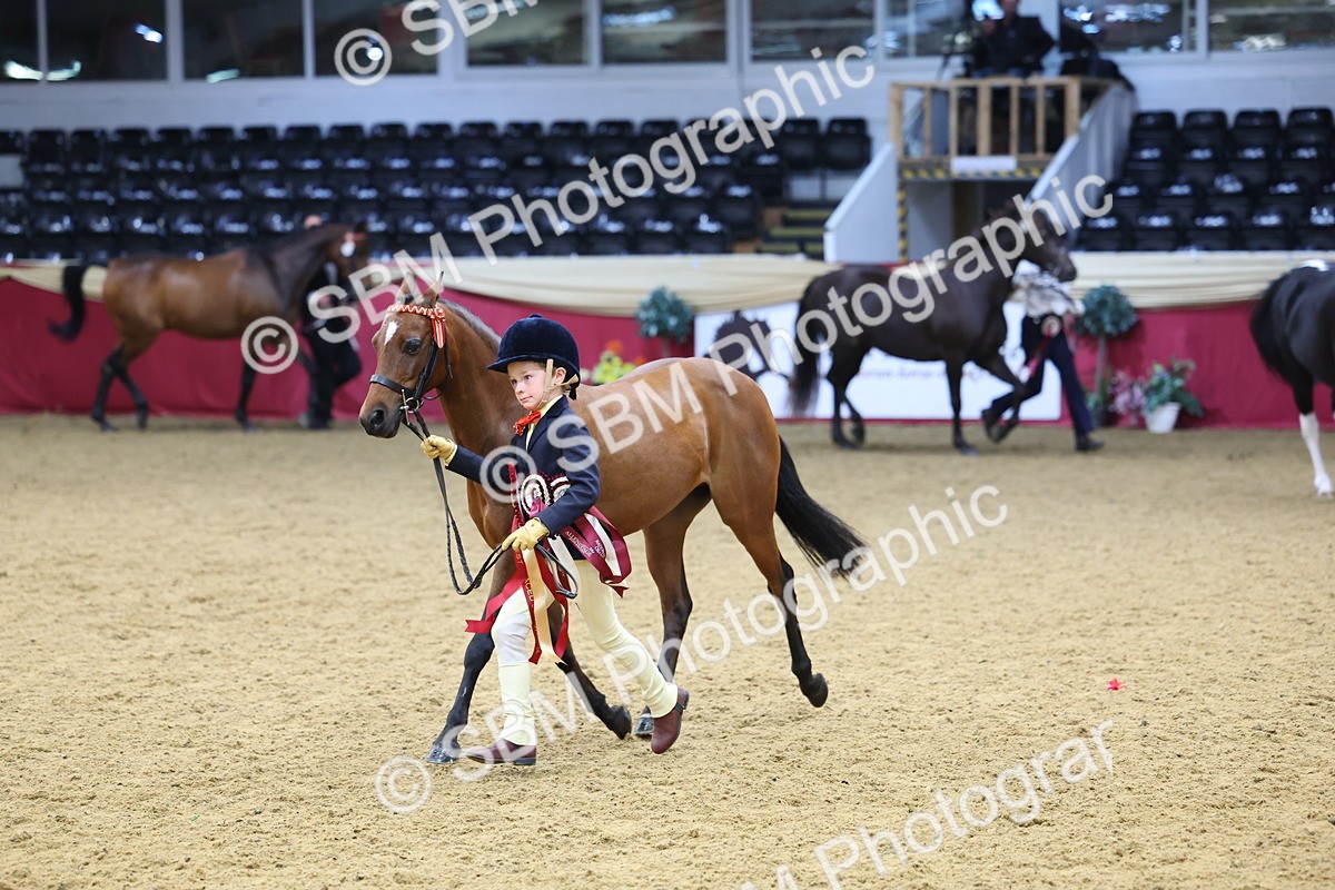 SBM_23046 - Class 903 - Supreme Final - IH Pre Vet