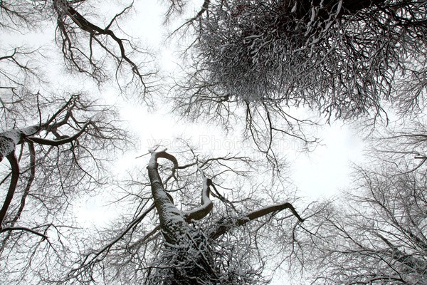 Winterwoods _S136 - Somerset landscape Photography