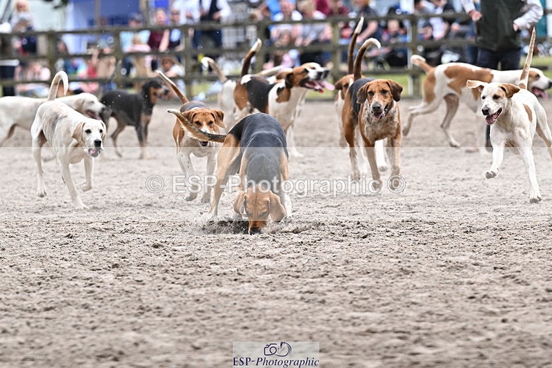 250524A-152329-12721 - East Devon Hounds