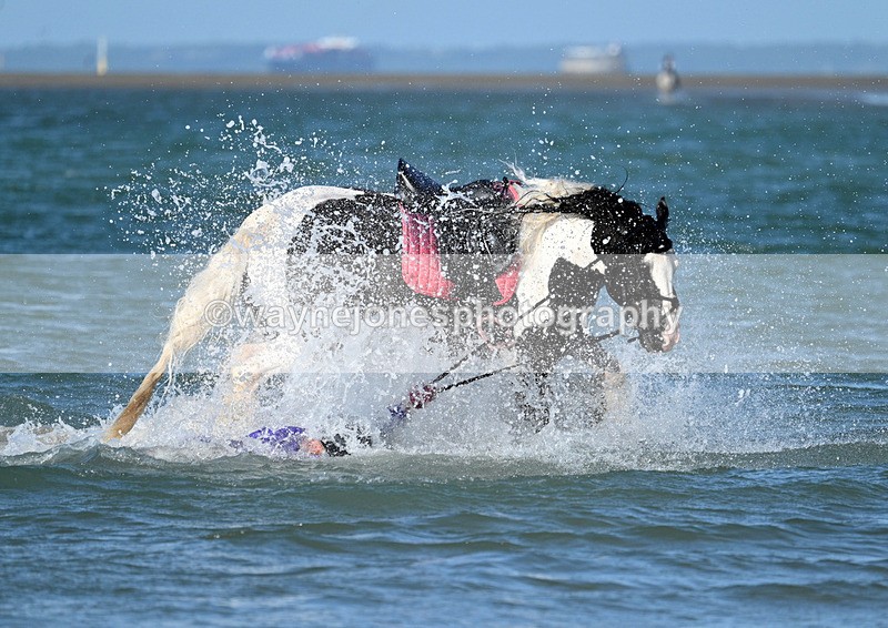 WJ7_3545 - Kellie & Churchill ... do Hayling Island 25-08-24