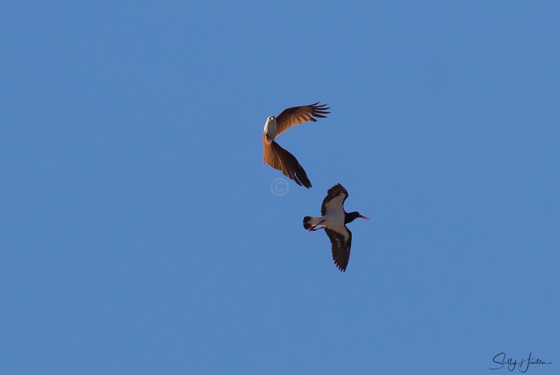 Brahminy Kite versus Pied Oystercatcher 4