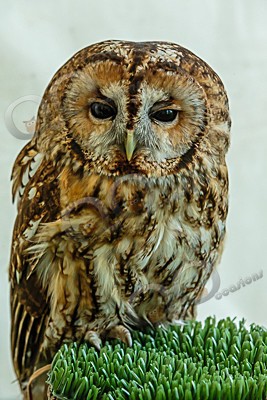 tawny owl Strix aluco-7265 - Our Birds