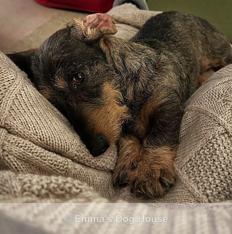  - Pawtraits
