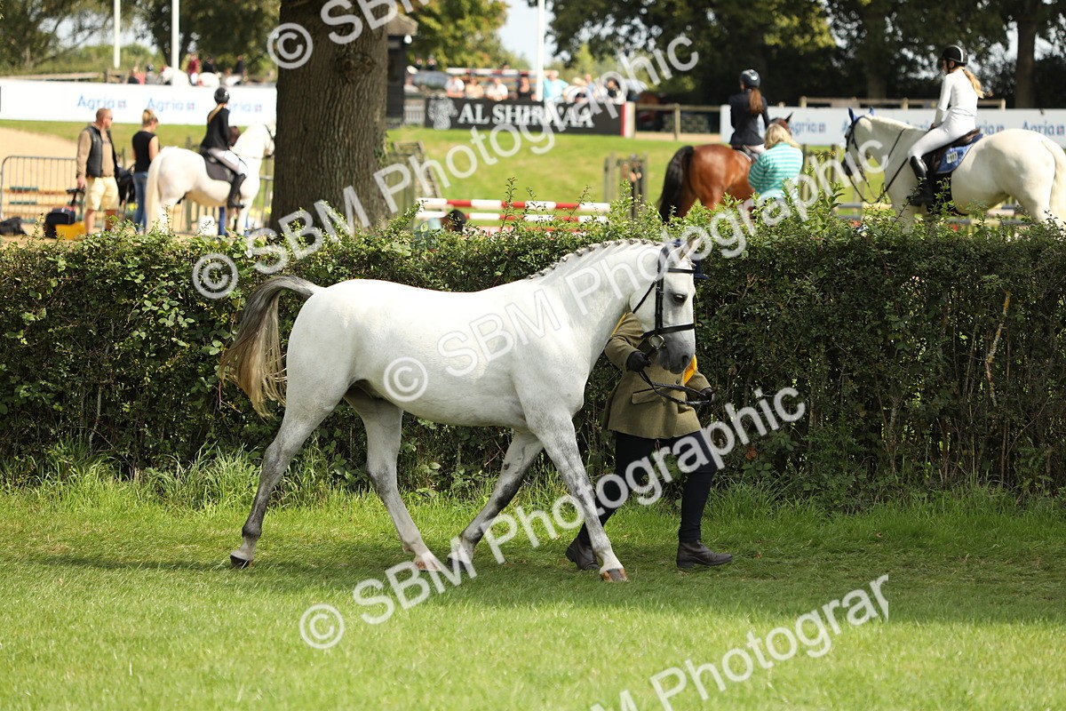 SBM_66281 - In Hand Pony & Youngstock Supreme Championship