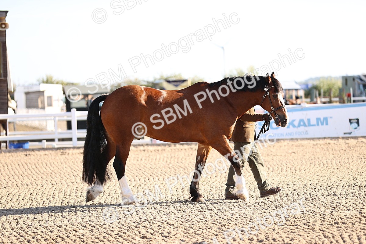 SBM_08360 - Class 401 - IH Veteran Horse