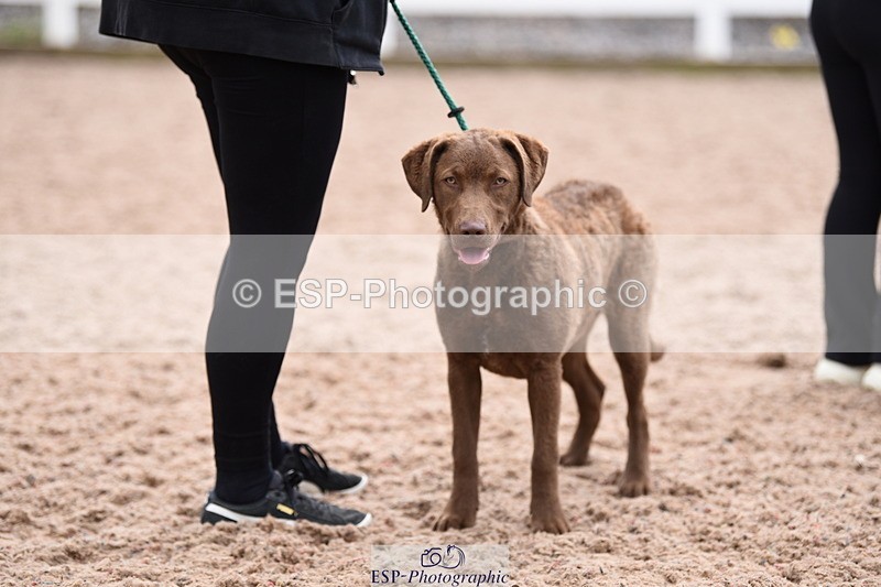 240518A-111944-00741 - Cls 1 Cutest Puppy