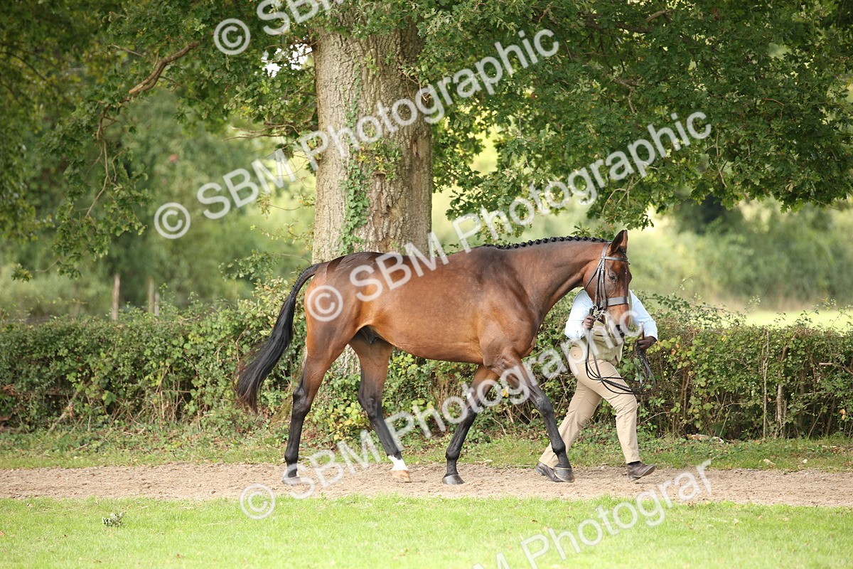 SBM_62948 - In Hand Horse Supreme Championship