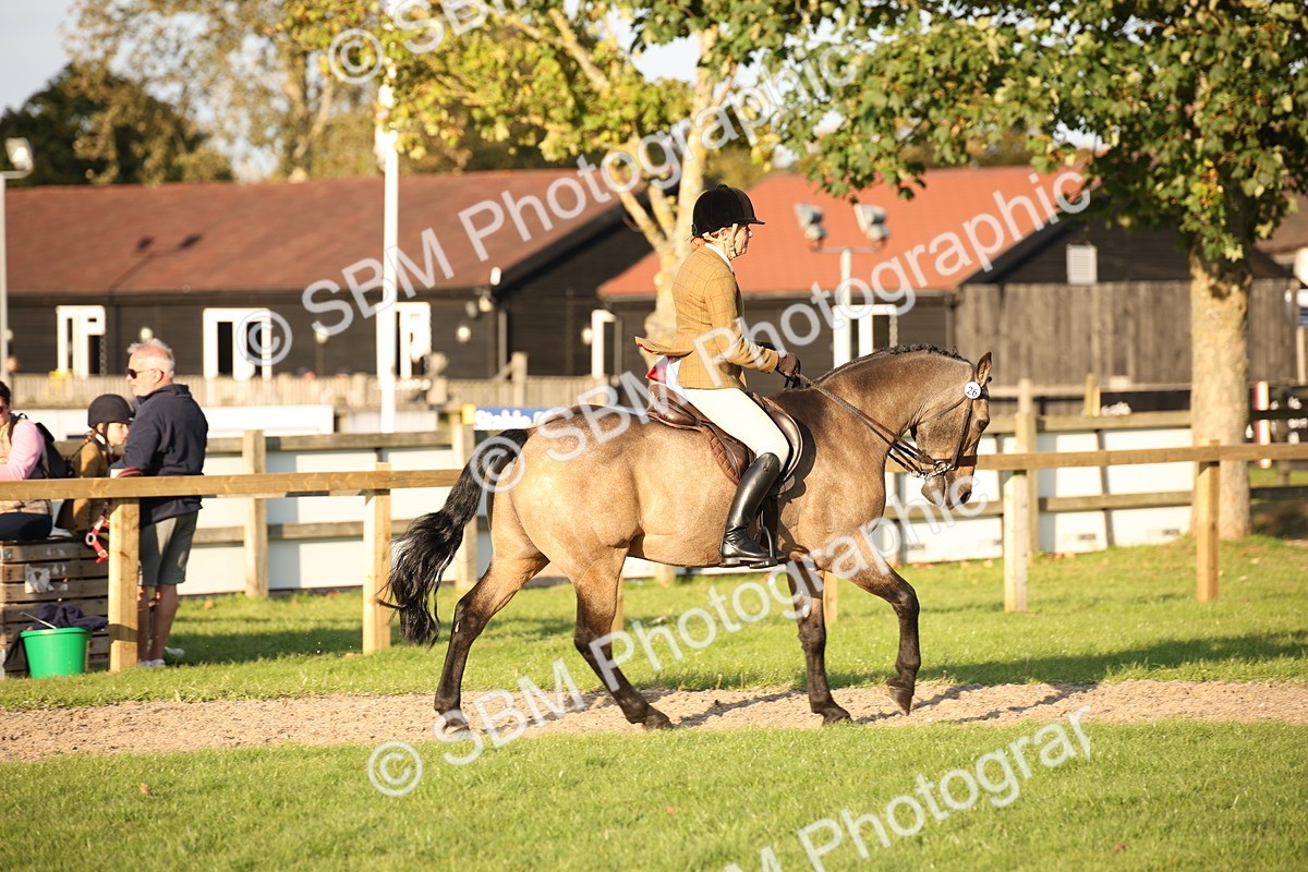 SBM_54442 - S27 - Mature Veteran - Ridden