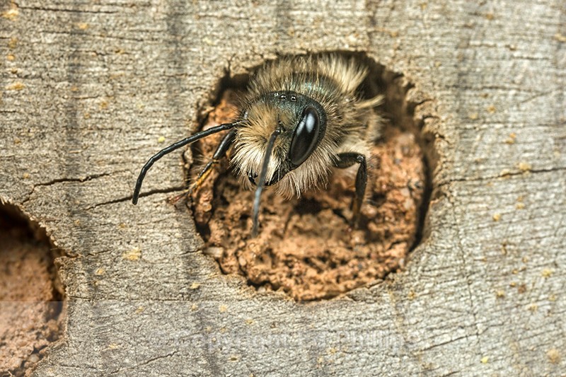 Osmia bicornis (m) - Osmia bicornis (rufa)
