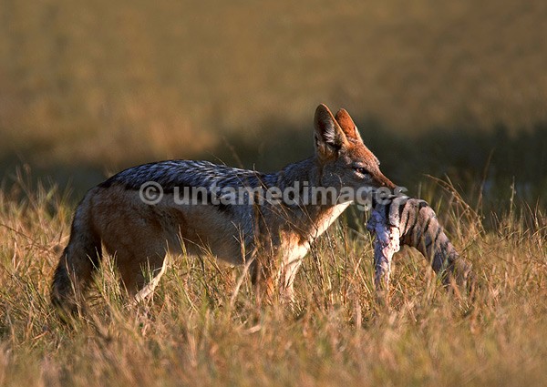 Black-backed Jackal - Botswana
