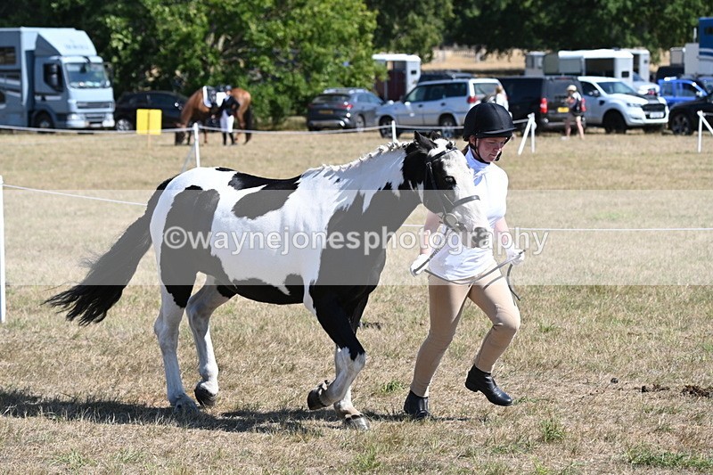 WJ6_8581 - Class 37b Best Loan Pony In-hand