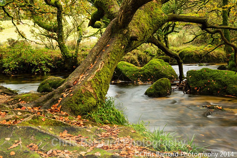 LH0A8356sm - Golitha Falls