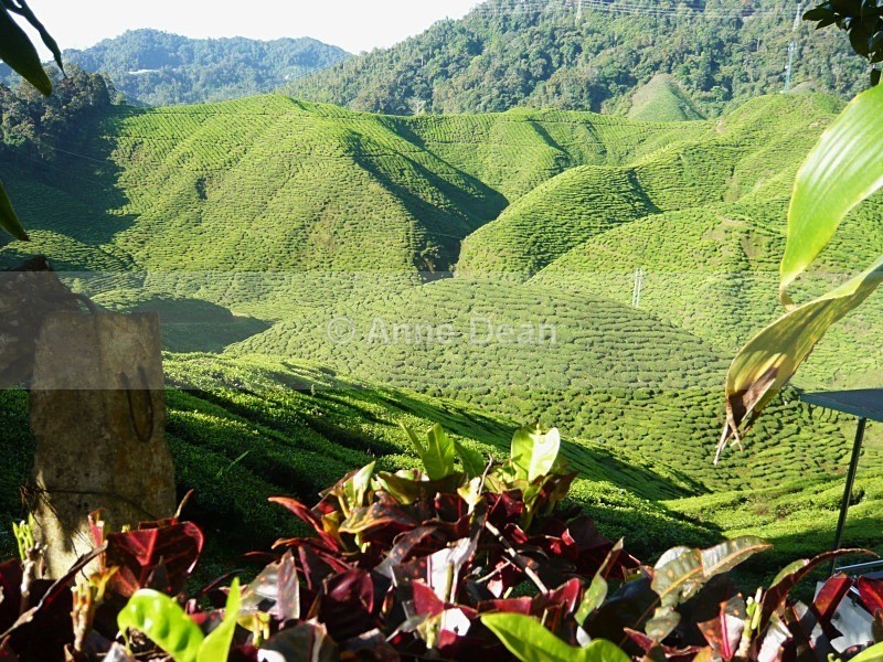 Tea, anyone? - Malaysia and Borneo