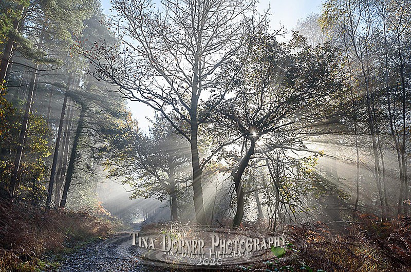 The Blazing Path - Autumn in The Forest of Dean & Wye Valley