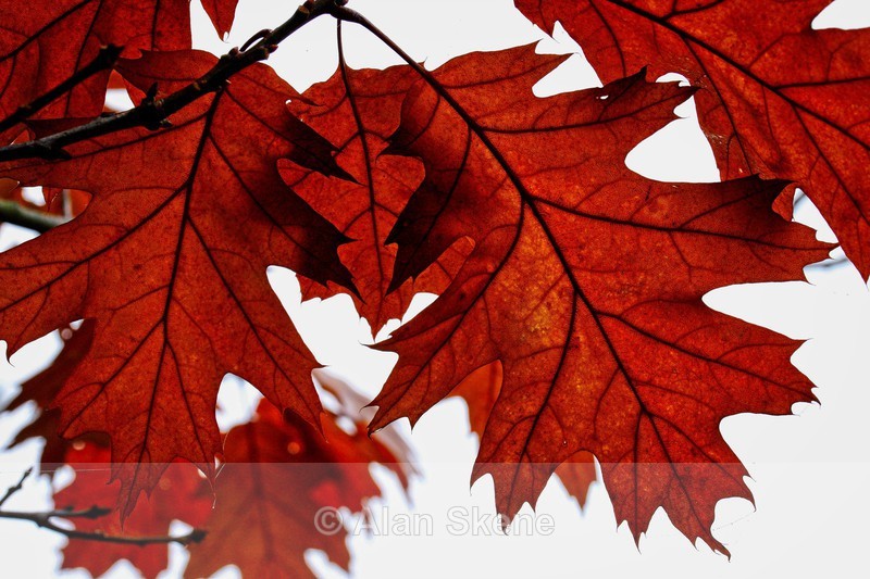 DSC06352 - Autumn