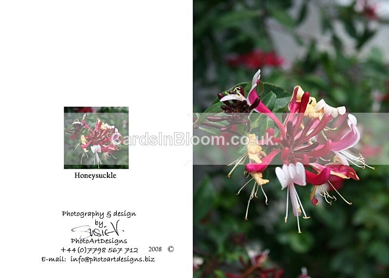Summer 6.  Honeysuckle - Summer