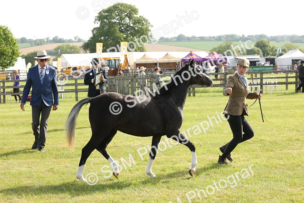 SBM_00697 - Class 6-13 - Mountatin and Moorland In Hand Welsh Breeds