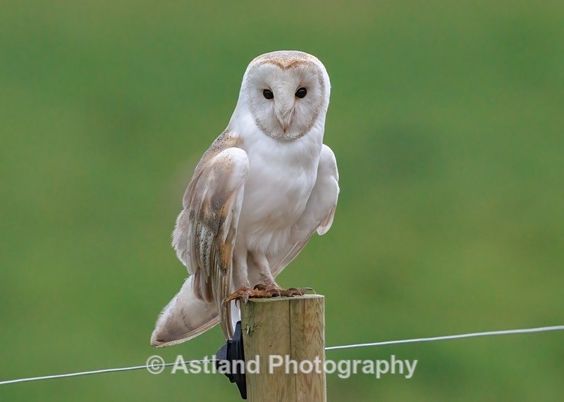 Barn Owl - Latest Images