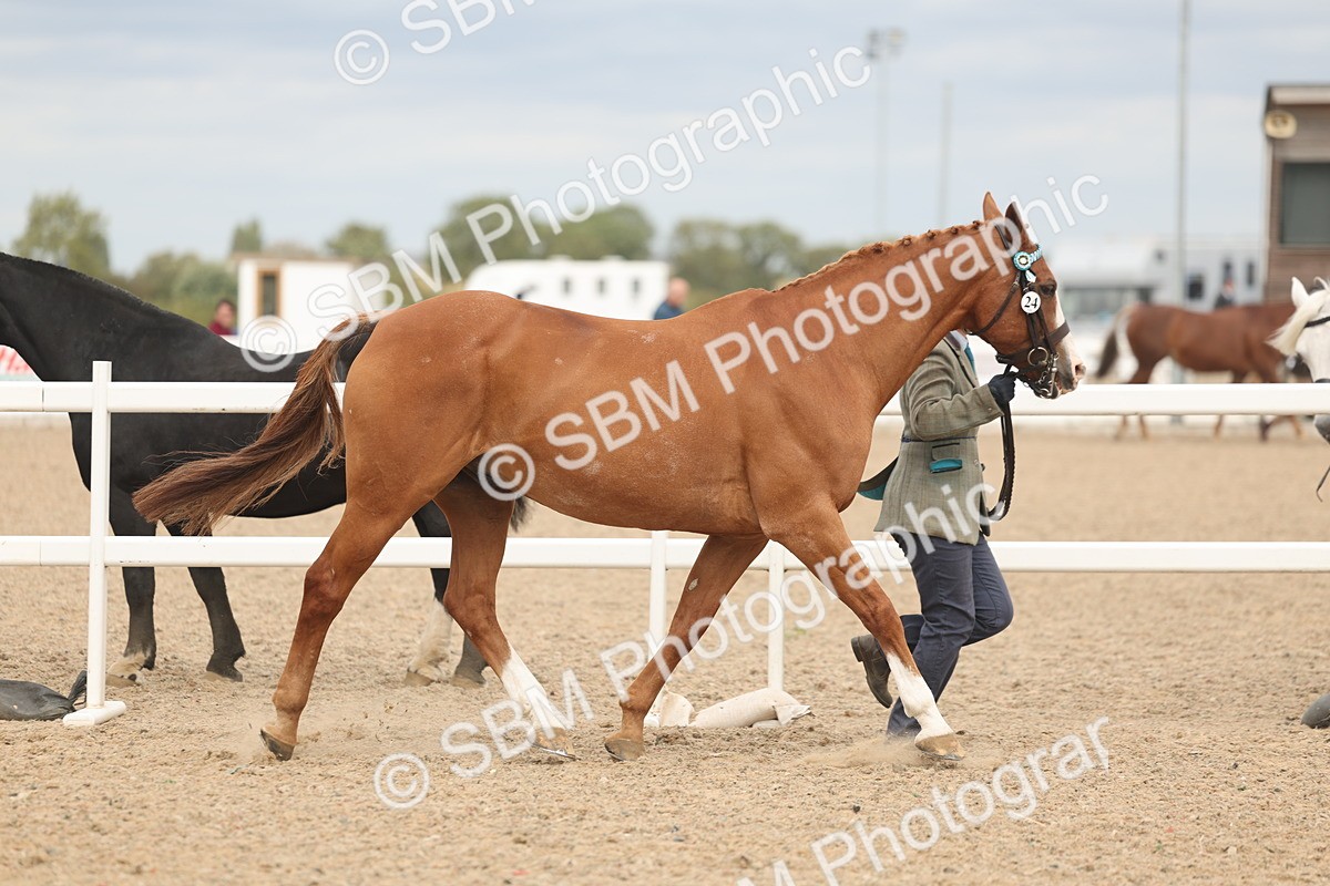SBM_16961 - Class 312 - IH Competition Horse-Pony