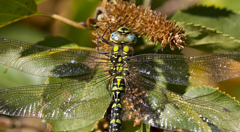 Southern Hawker Dragonfly, Cheshire - DRAGONFLY & DAMSELFLY GALLERY