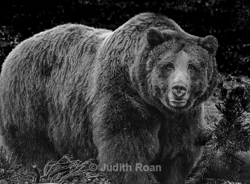 Grizzly - Yellowstone