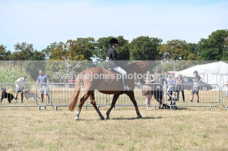 WJ6_8336 - Class 37a Best Loan Pony Ridden