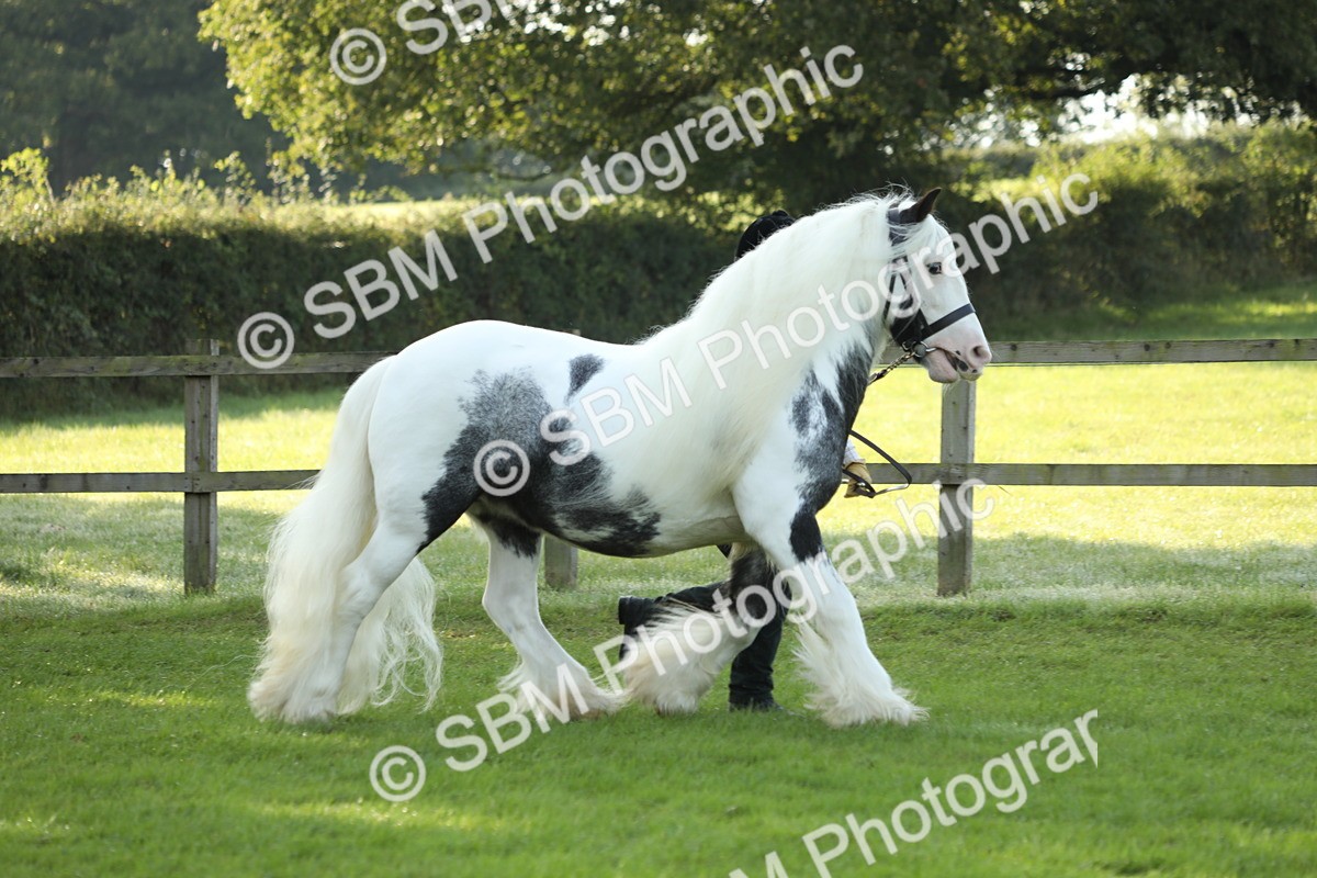 SBM_60896 - S43 - Coloured Pony In Hand