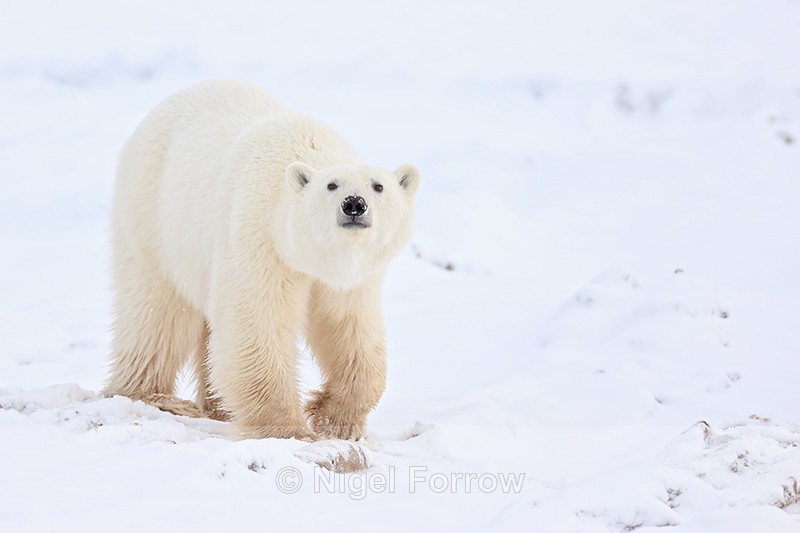 Polar Bear, Tundra Buggy Lodge, Churchill, Canada - Polar Bear