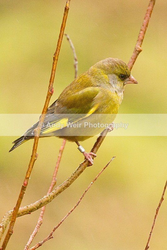 20120204-_MG_8433 - Finches