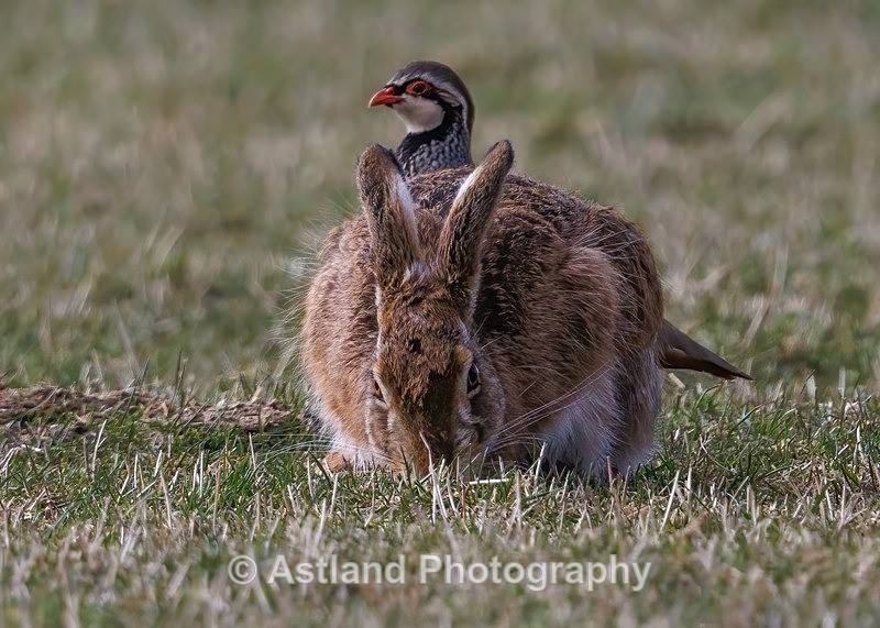 Brown Hare - Latest Images