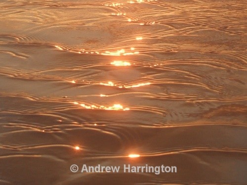 gold shore - Photos 1