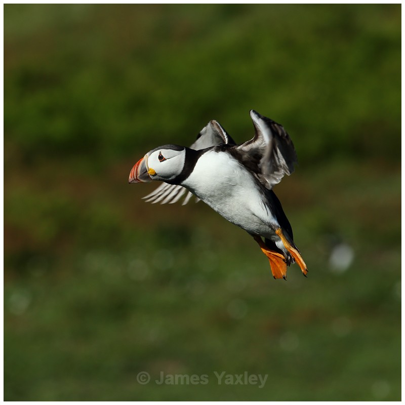 Puffin Landing 3 - Puffins of Skokholm Island