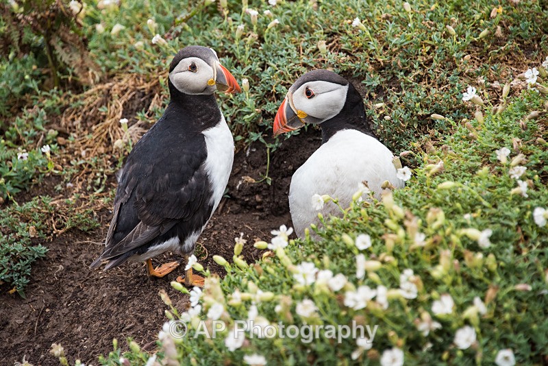 ACP_9922-1 - Puffins on Skomer Island
