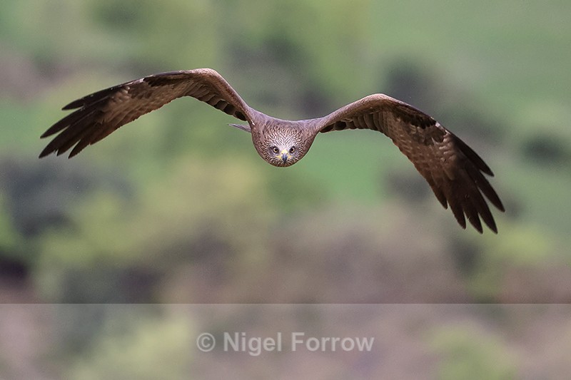 Black Kite flying front view, Catalonia, Spain - Black Kite