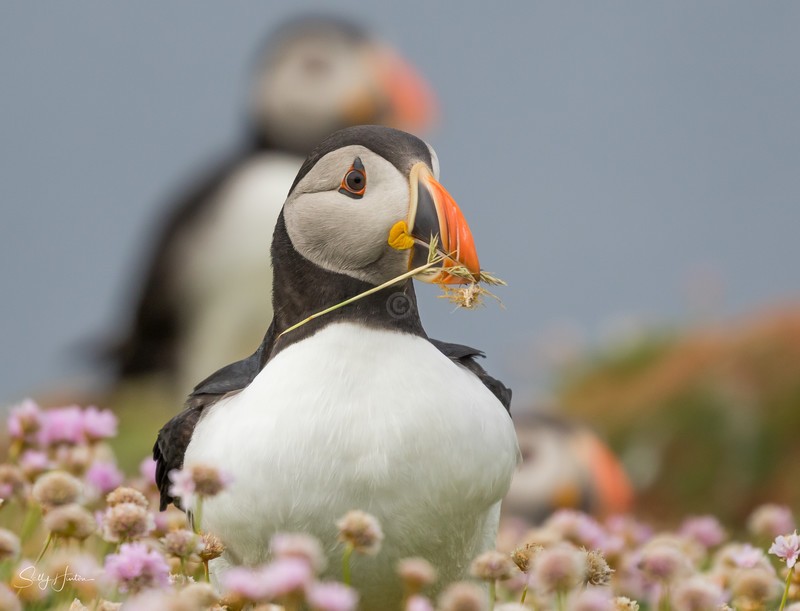 Cute Puffin 22