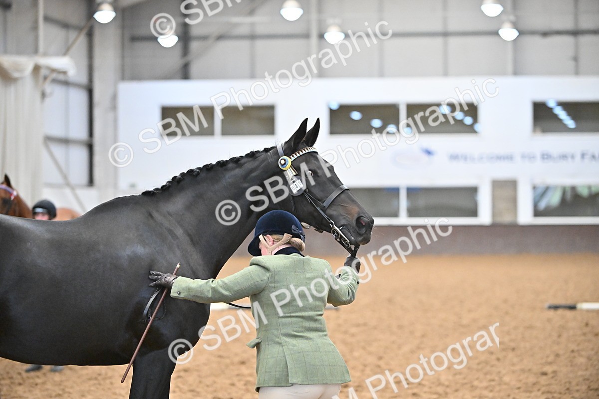 SBM_000139 - Class 6 - BSHA In Hand Racehorse to Show Horse