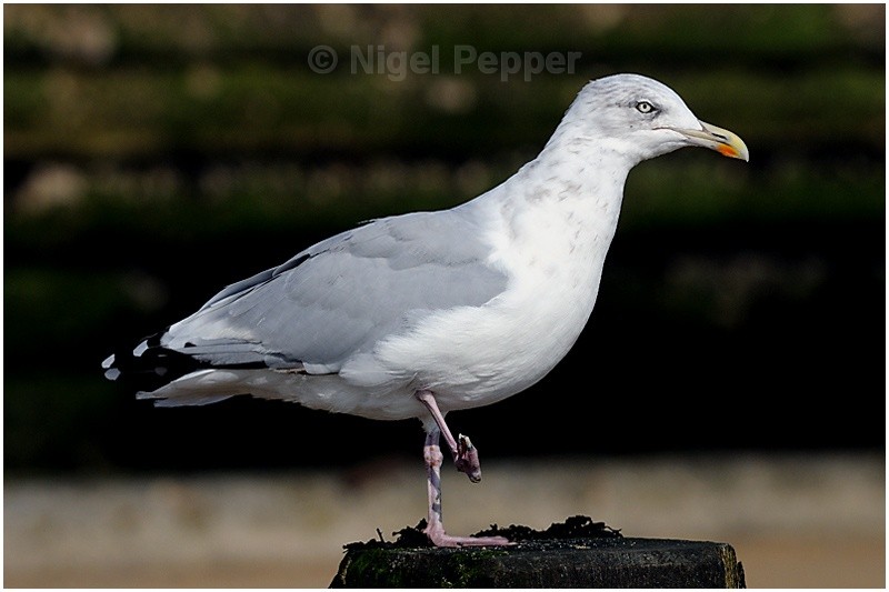 Sept 18th 2008 ( 2 ) - Leggy the Herring Gull